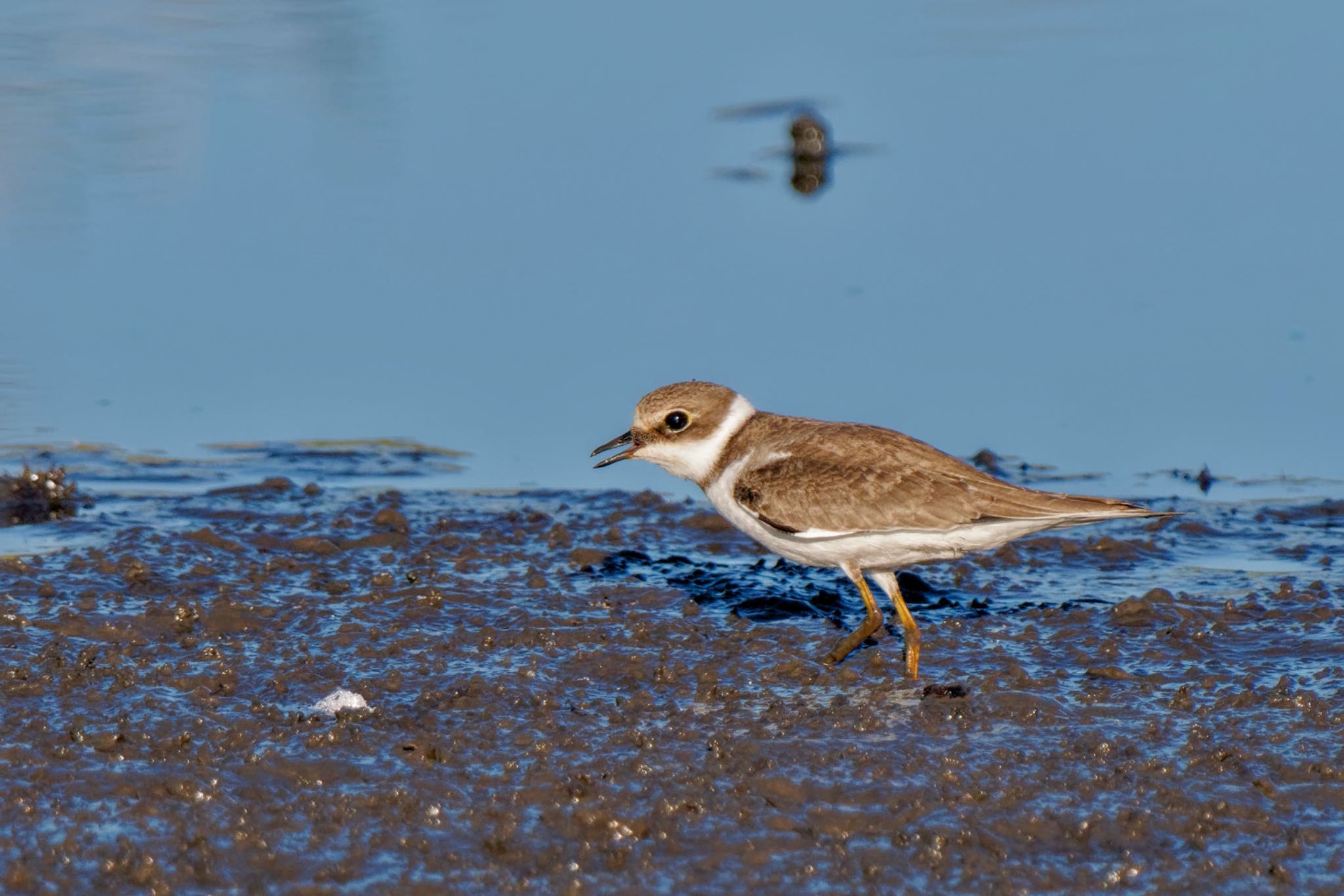 Photo of Little Ringed Plover at Inashiki by アポちん