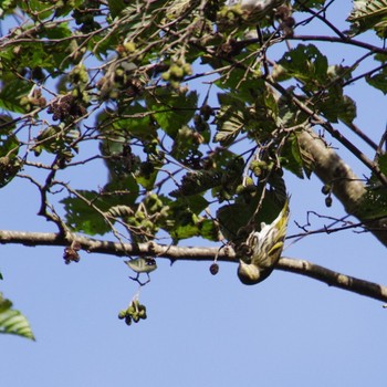 Eurasian Siskin 山形市野草園 Tue, 10/17/2023