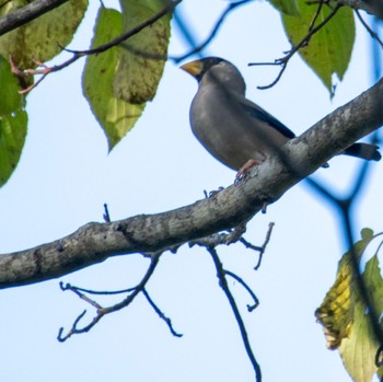 Japanese Grosbeak 山形市野草園 Tue, 10/17/2023