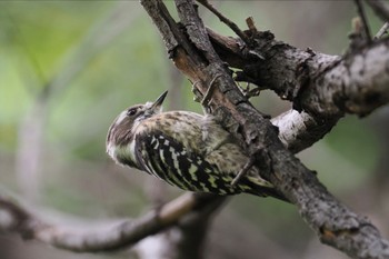 コゲラ 東京港野鳥公園 2023年10月14日(土)