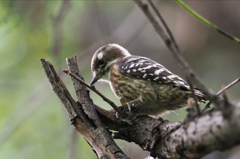 コゲラ 東京港野鳥公園 2023年10月14日(土)