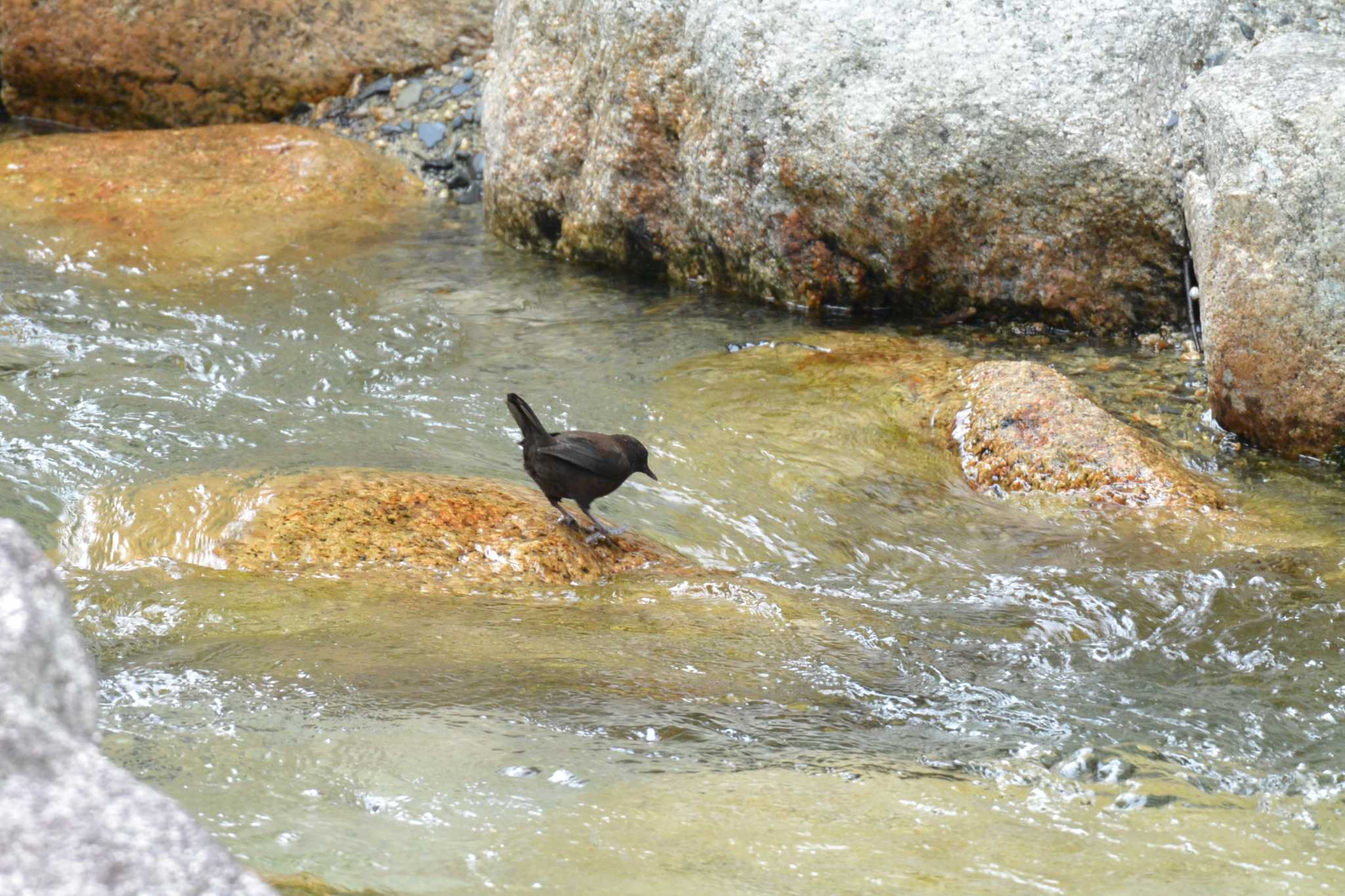 中之島公園(三重郡菰野町) カワガラスの写真 by sword-fish8240