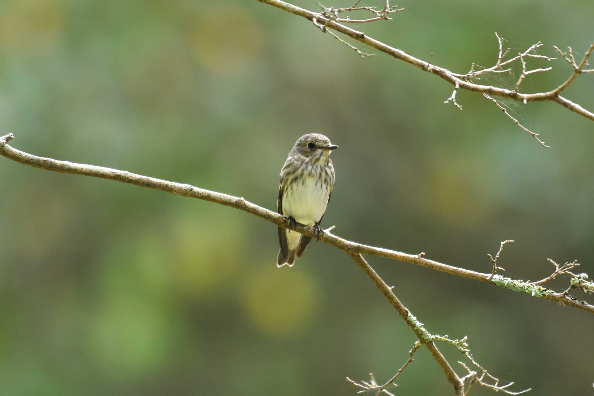 Photo of Grey-streaked Flycatcher at 十里木高原 by 80%以上は覚えてないかも