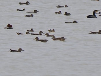 Garganey 佐賀県白石町の干拓地 Sun, 10/1/2023