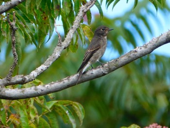 Dark-sided Flycatcher 稲佐山公園 Tue, 10/17/2023