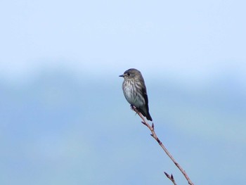 Grey-streaked Flycatcher 稲佐山公園 Tue, 10/17/2023