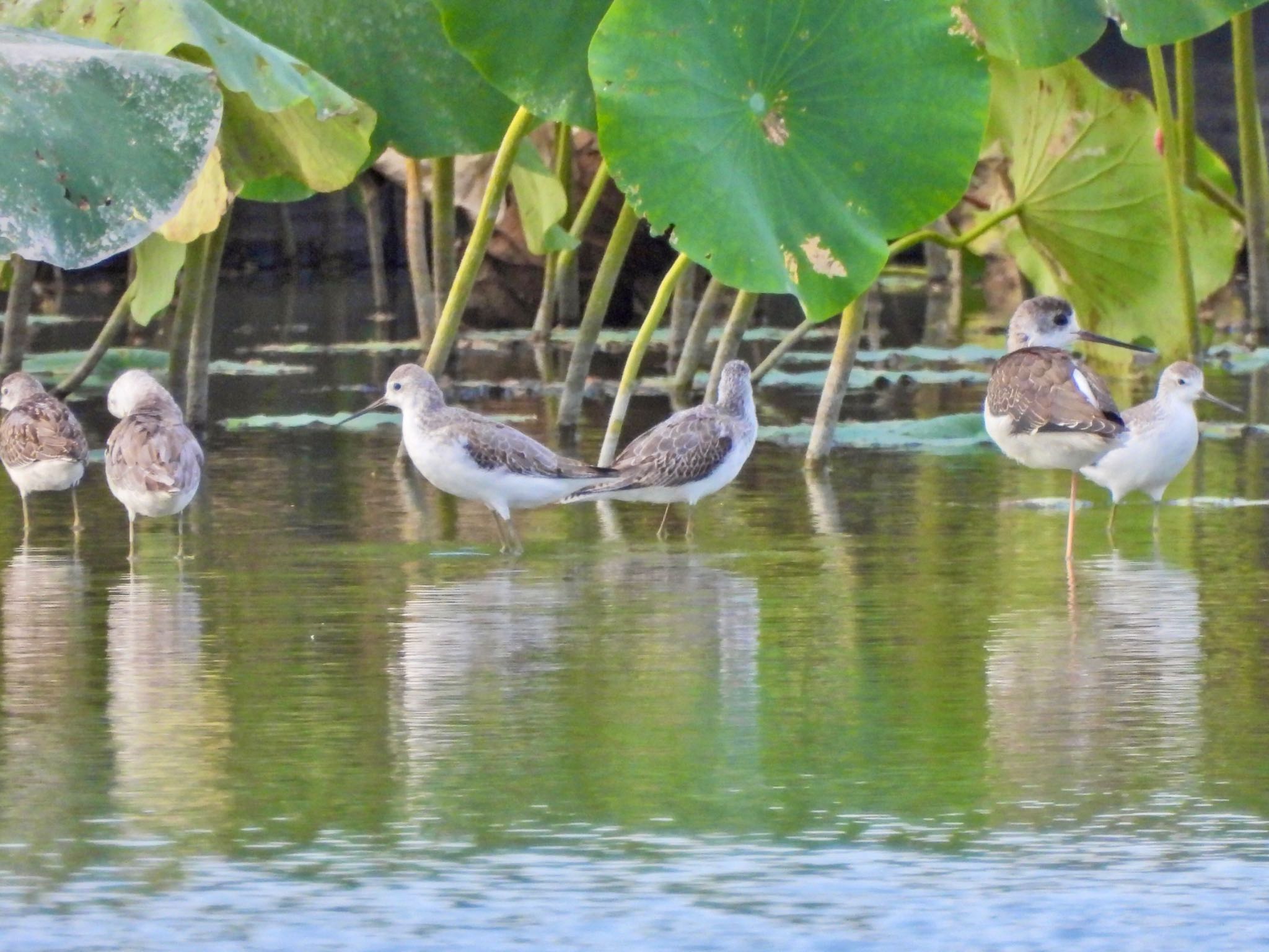 Marsh Sandpiper