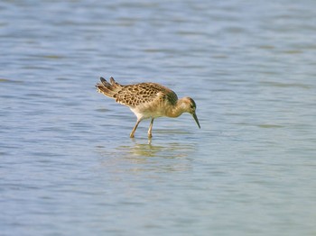 Ruff 佐賀県白石町の干拓地 Sun, 10/1/2023