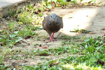 カノコバト 大安森林公園 2023年5月18日(木)