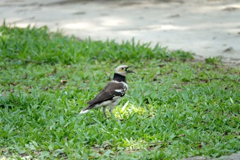 Black-collared Starling 大安森林公園 Thu, 5/18/2023