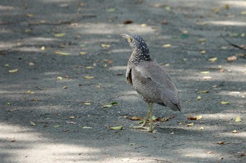 ズグロミゾゴイ 大安森林公園 2023年5月18日(木)