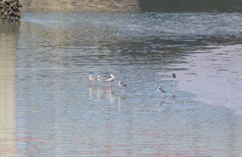 2023年10月13日(金) 土留木川河口(東海市)の野鳥観察記録