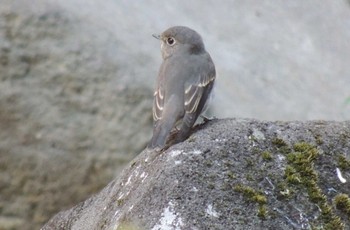 Dark-sided Flycatcher Kasai Rinkai Park Fri, 10/13/2023