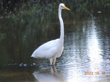 ダイサギ 葛西臨海公園 2023年10月16日(月)