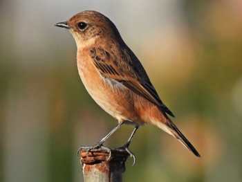 Amur Stonechat 瑞穂市内 Tue, 10/17/2023