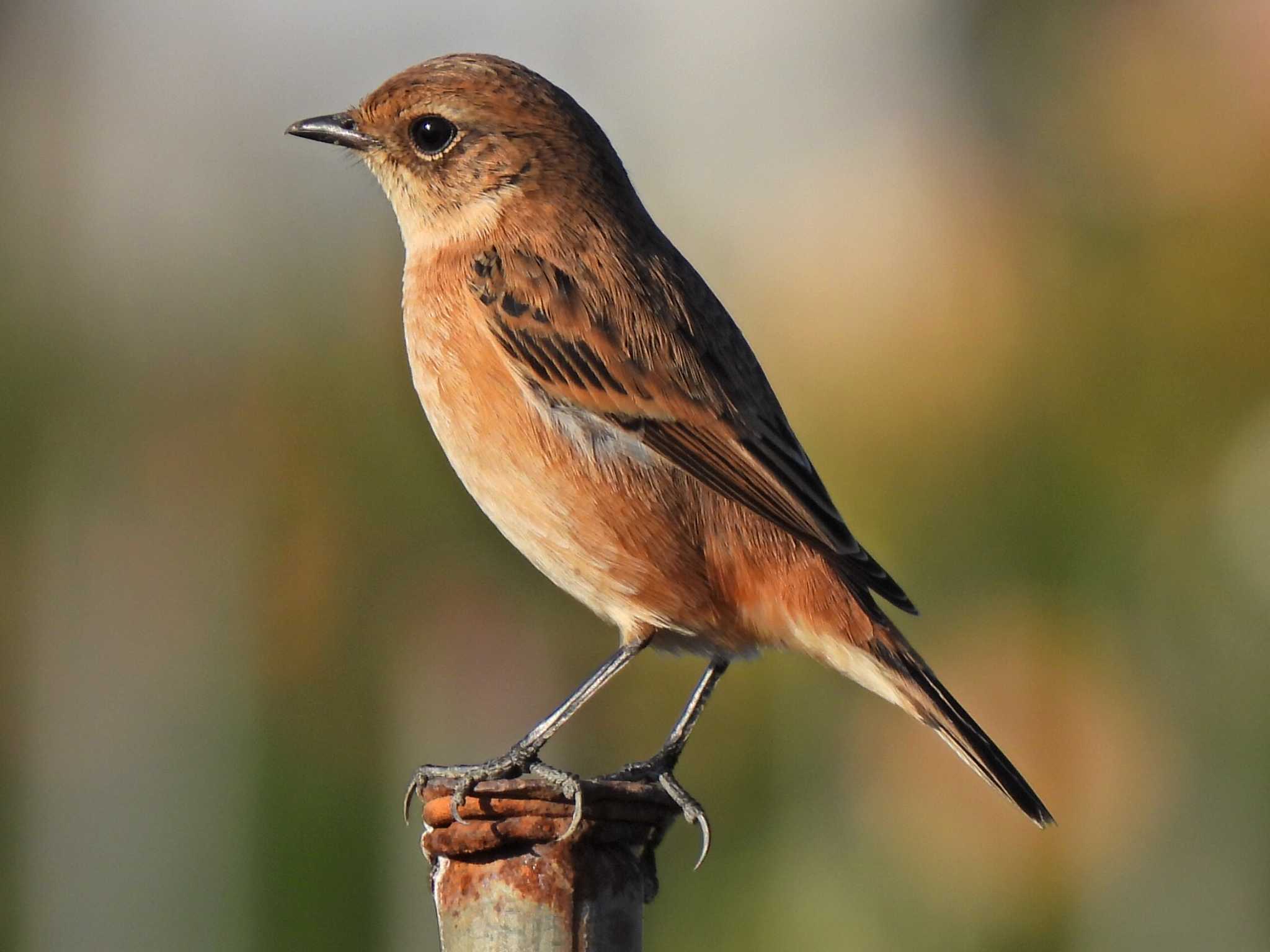 Photo of Amur Stonechat at 瑞穂市内 by 寅次郎