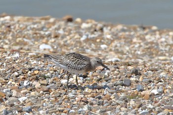 Great Knot Unknown Spots Wed, 8/29/2018