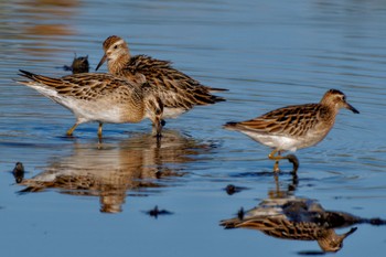 Sharp-tailed Sandpiper Inashiki Sat, 10/14/2023