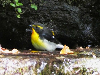 2023年10月14日(土) 大洞の水場の野鳥観察記録