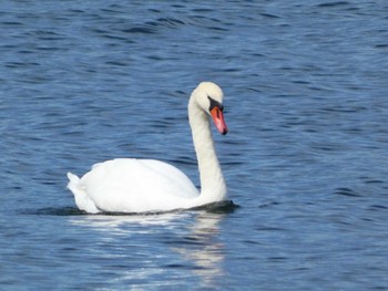 2023年10月14日(土) 山中湖の野鳥観察記録