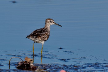 Wood Sandpiper Inashiki Sat, 10/14/2023