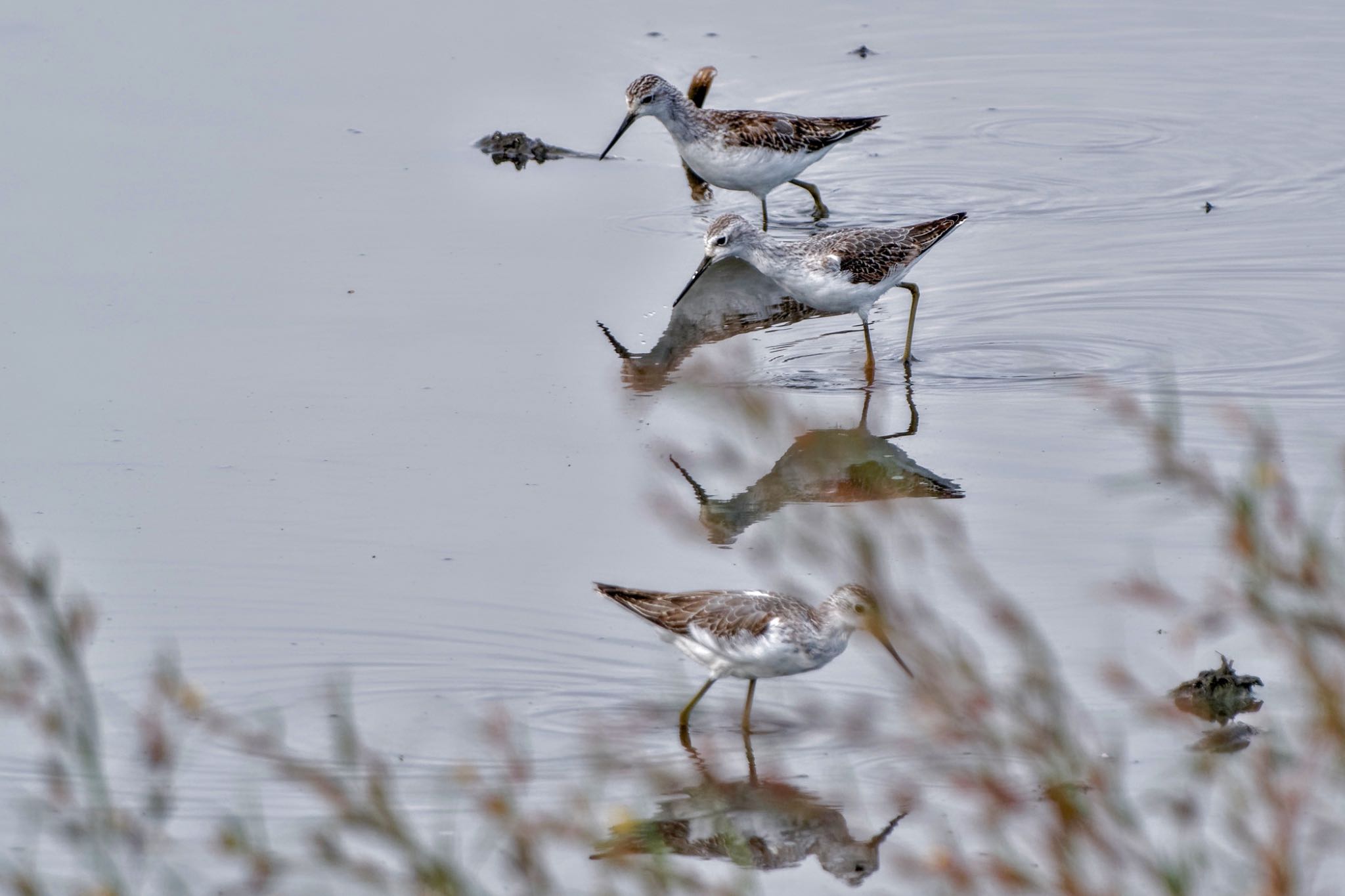 Marsh Sandpiper