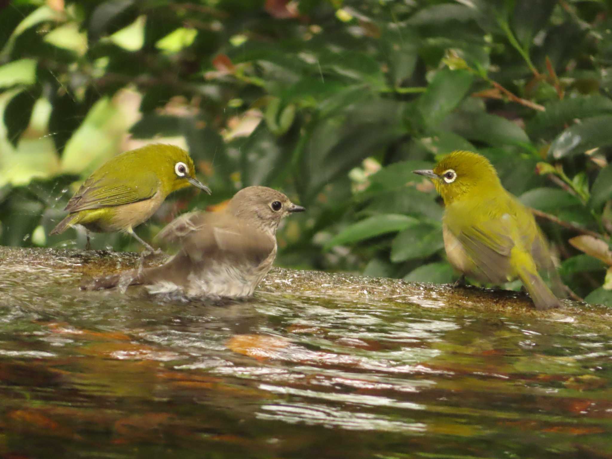 Warbling White-eye