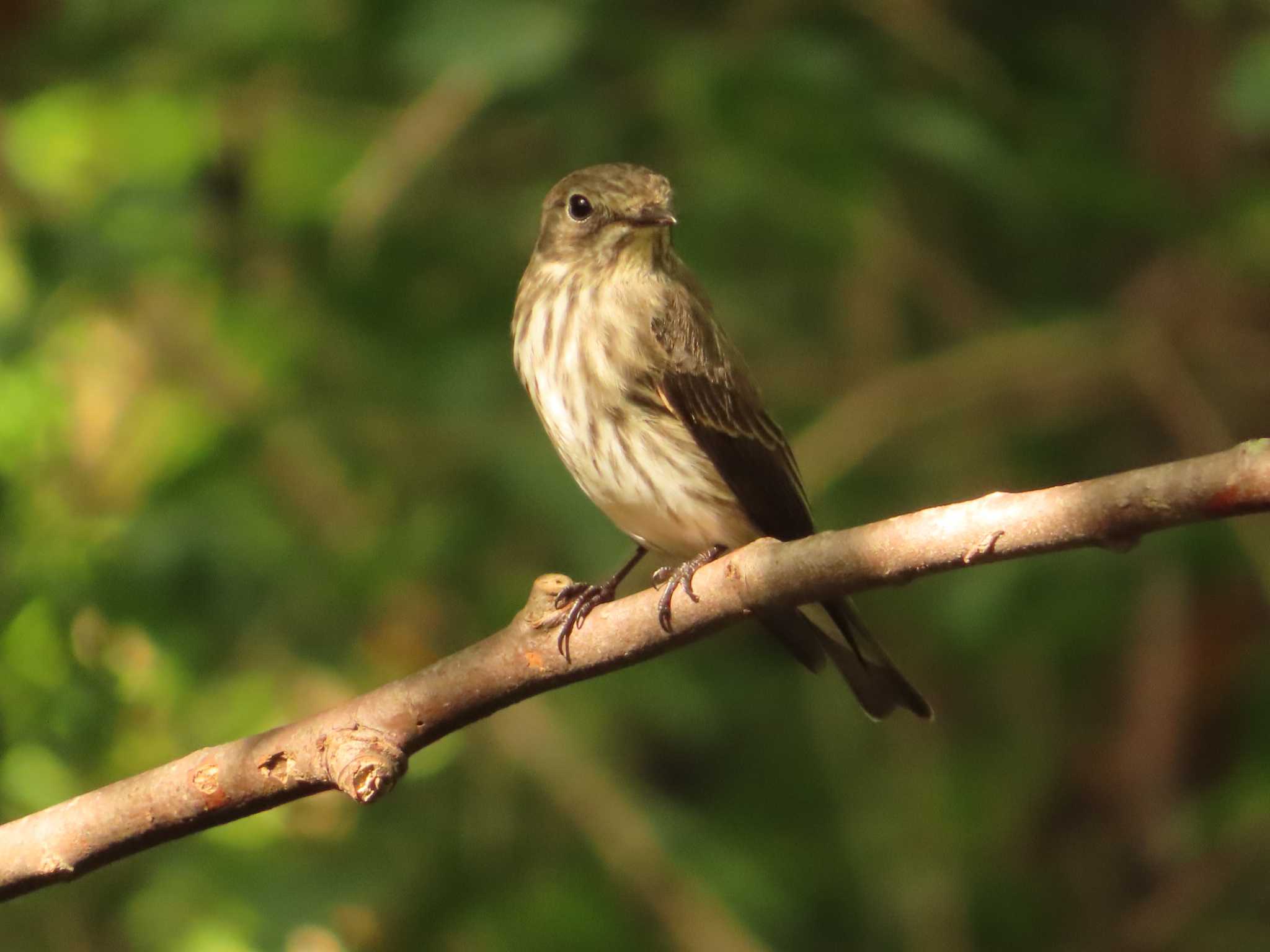 Grey-streaked Flycatcher