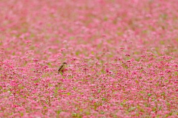 Amur Stonechat Unknown Spots Mon, 10/9/2023