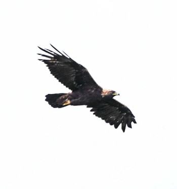 Golden Eagle Unknown Spots Thu, 9/14/2023