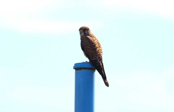 チョウゲンボウ 鍋田干拓地 2023年10月13日(金)