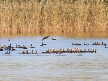 Great Cormorant 弥富野鳥園 Fri, 10/13/2023