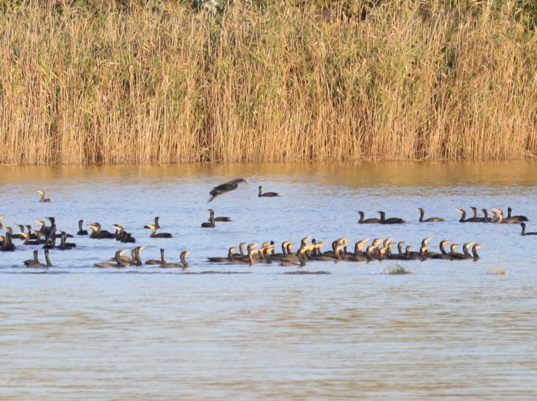 Great Cormorant