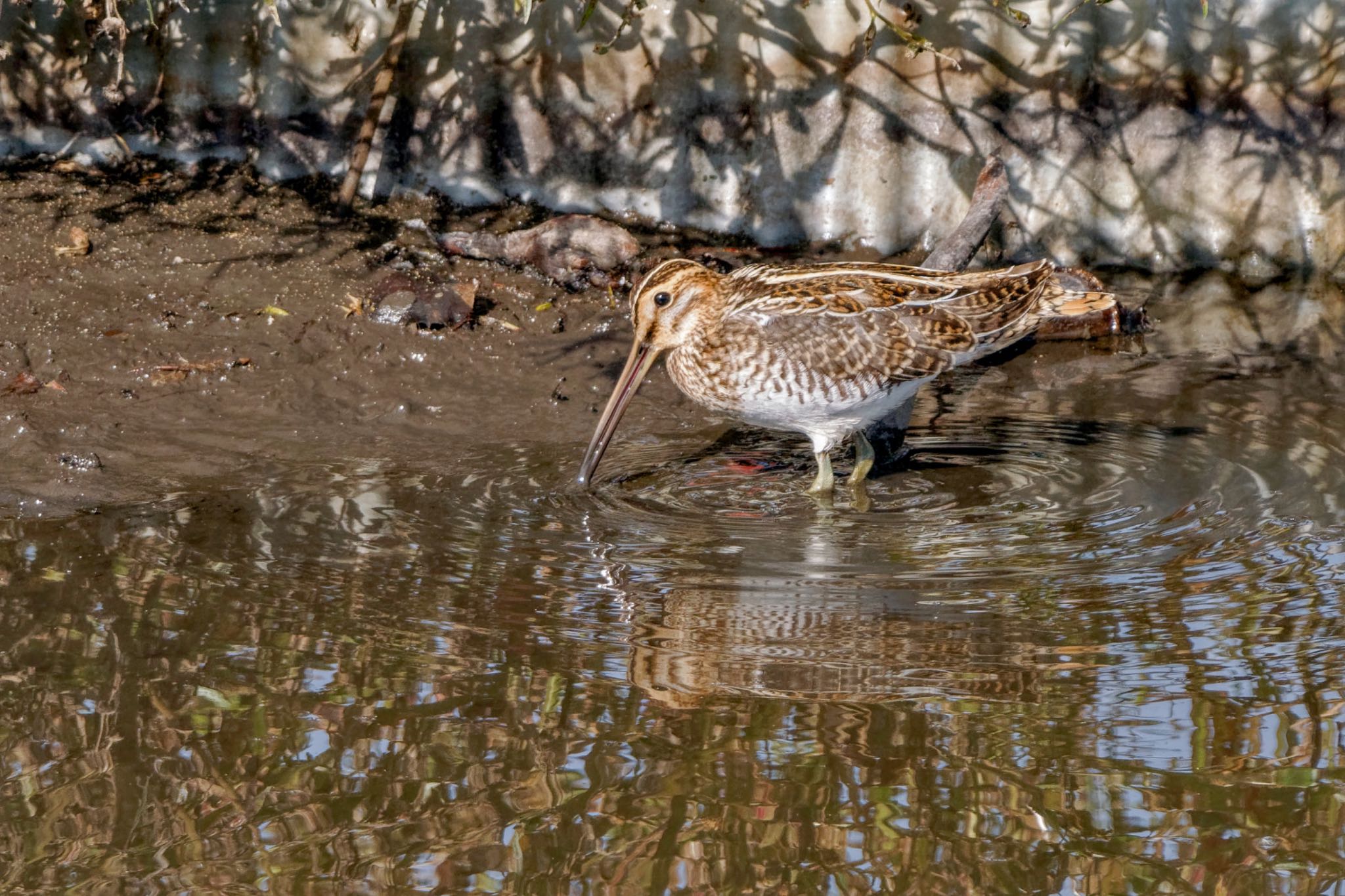 Common Snipe