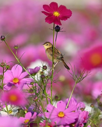 Zitting Cisticola 家の近所 Tue, 10/17/2023