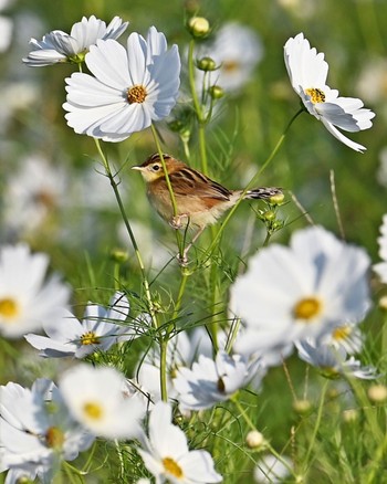 Zitting Cisticola 家の近所 Tue, 10/17/2023