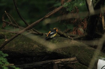 Narcissus Flycatcher 滝沢森林公園ネイチャーセンター Sun, 9/16/2018