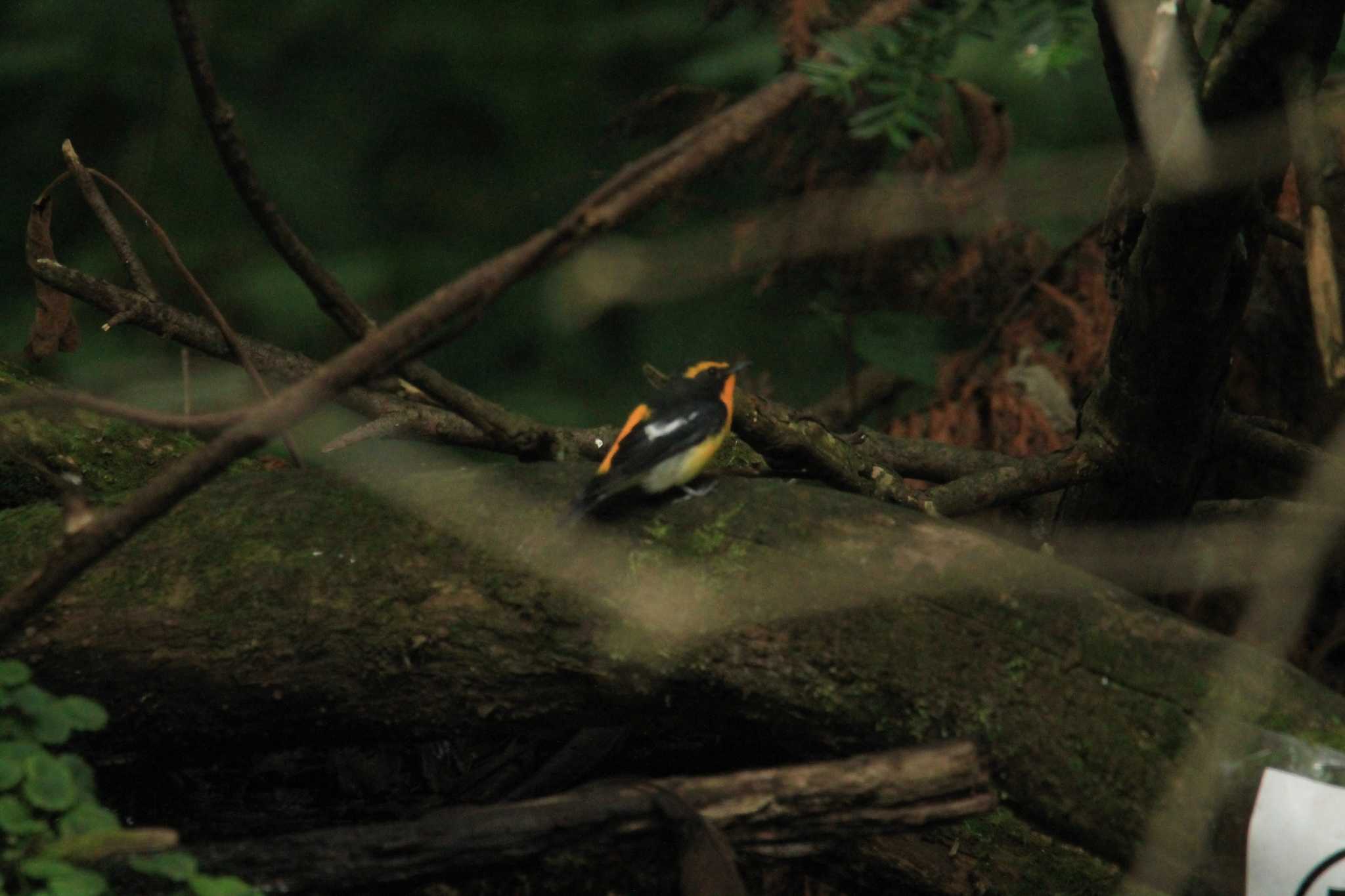 Photo of Narcissus Flycatcher at 滝沢森林公園ネイチャーセンター by ta@ta