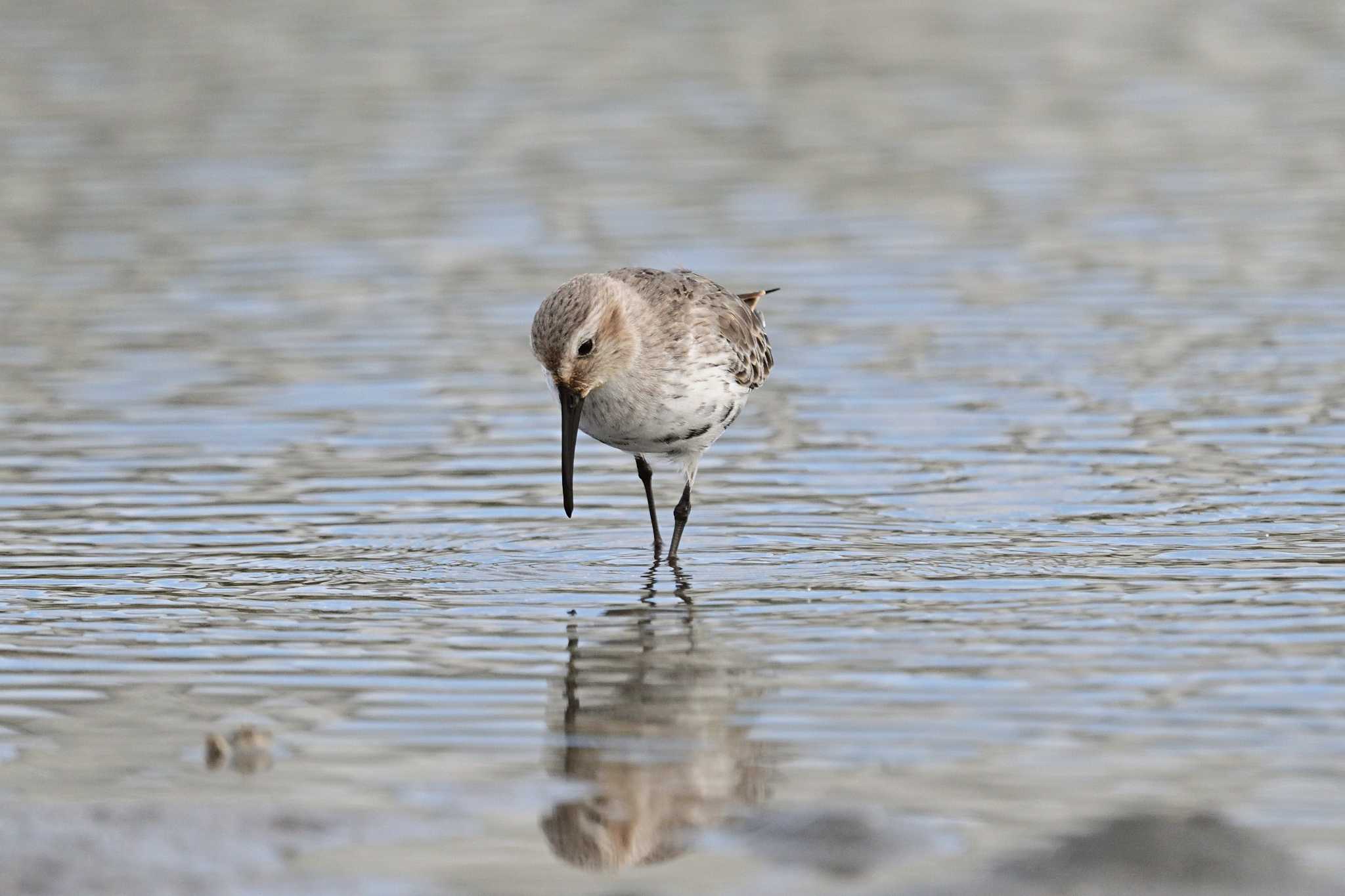 Photo of Great Knot at 船橋市 by がぶたん