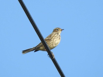 Water Pipit 浦幌町 豊北 Mon, 10/9/2023