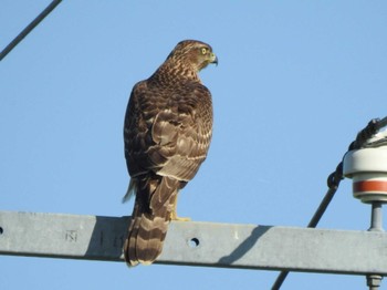 Eurasian Goshawk 浦幌町 豊北 Mon, 10/9/2023