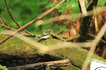 Narcissus Flycatcher 滝沢森林公園ネイチャーセンター Sun, 9/16/2018