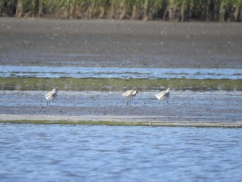 Mon, 10/9/2023 Birding report at 豊頃町 長節湖