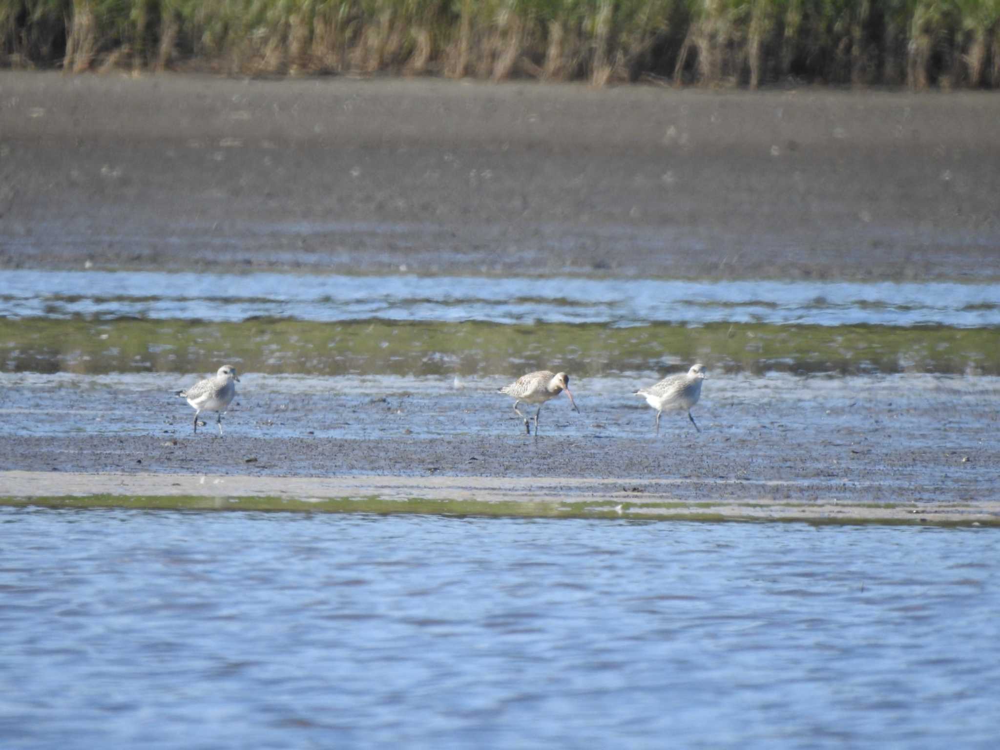 Bar-tailed Godwit