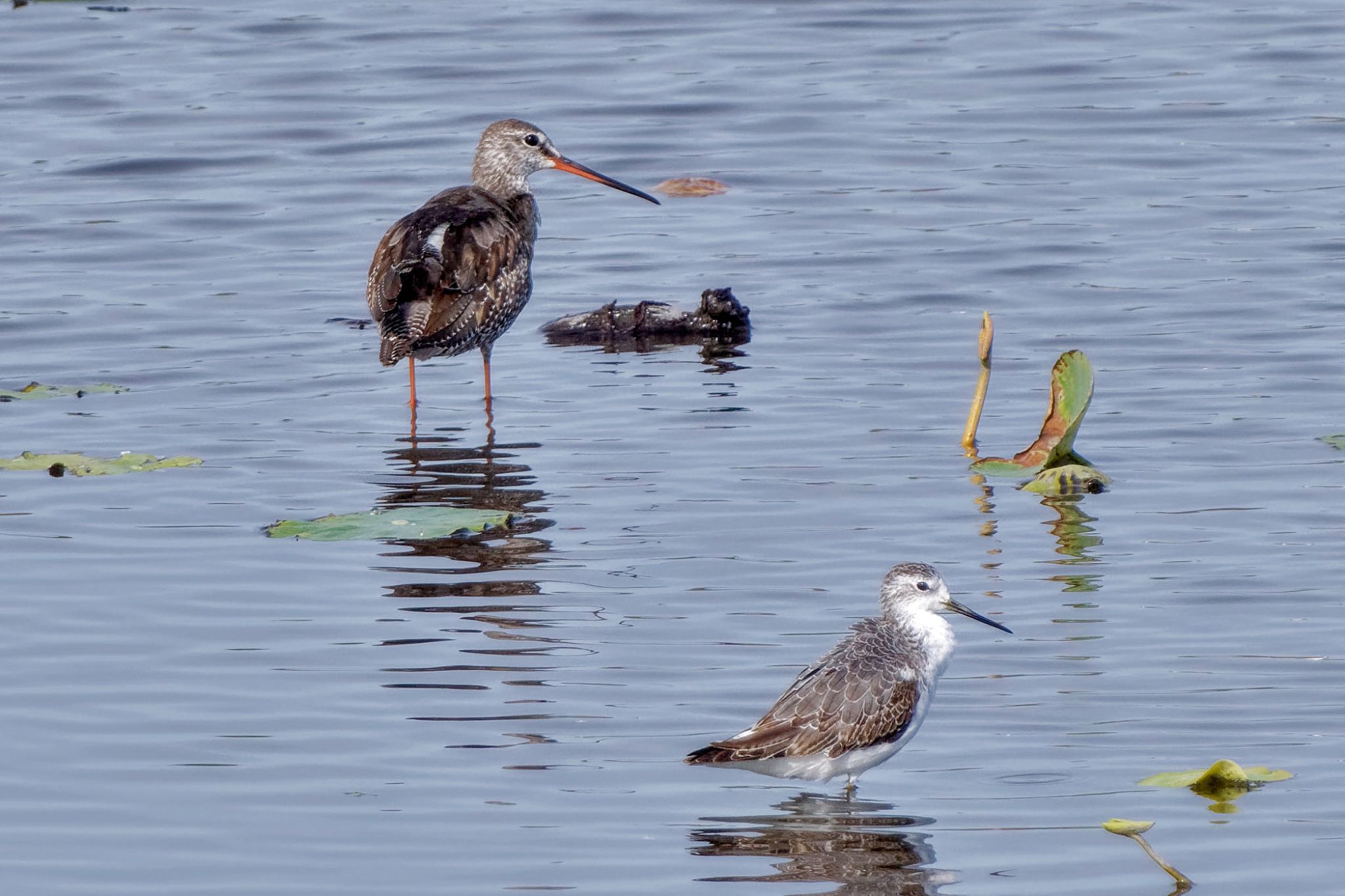 Spotted Redshank