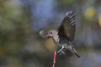 Dark-sided Flycatcher Unknown Spots Sat, 10/7/2023