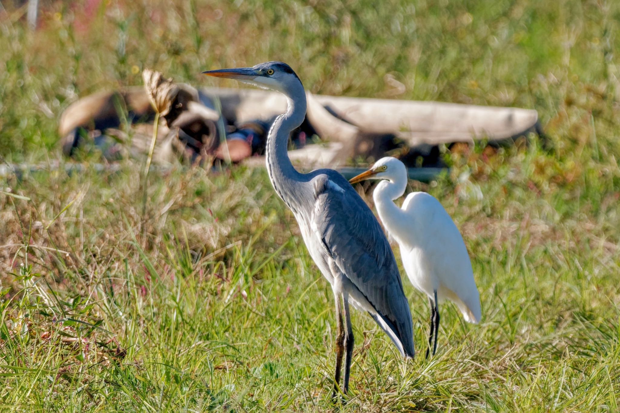 Medium Egret