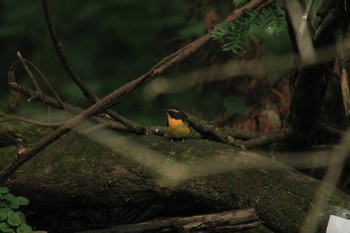 Narcissus Flycatcher 滝沢森林公園ネイチャーセンター Sun, 9/16/2018