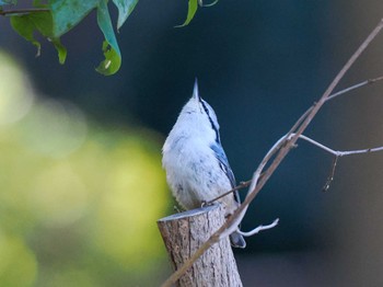 2023年10月18日(水) 福井緑地(札幌市西区)の野鳥観察記録