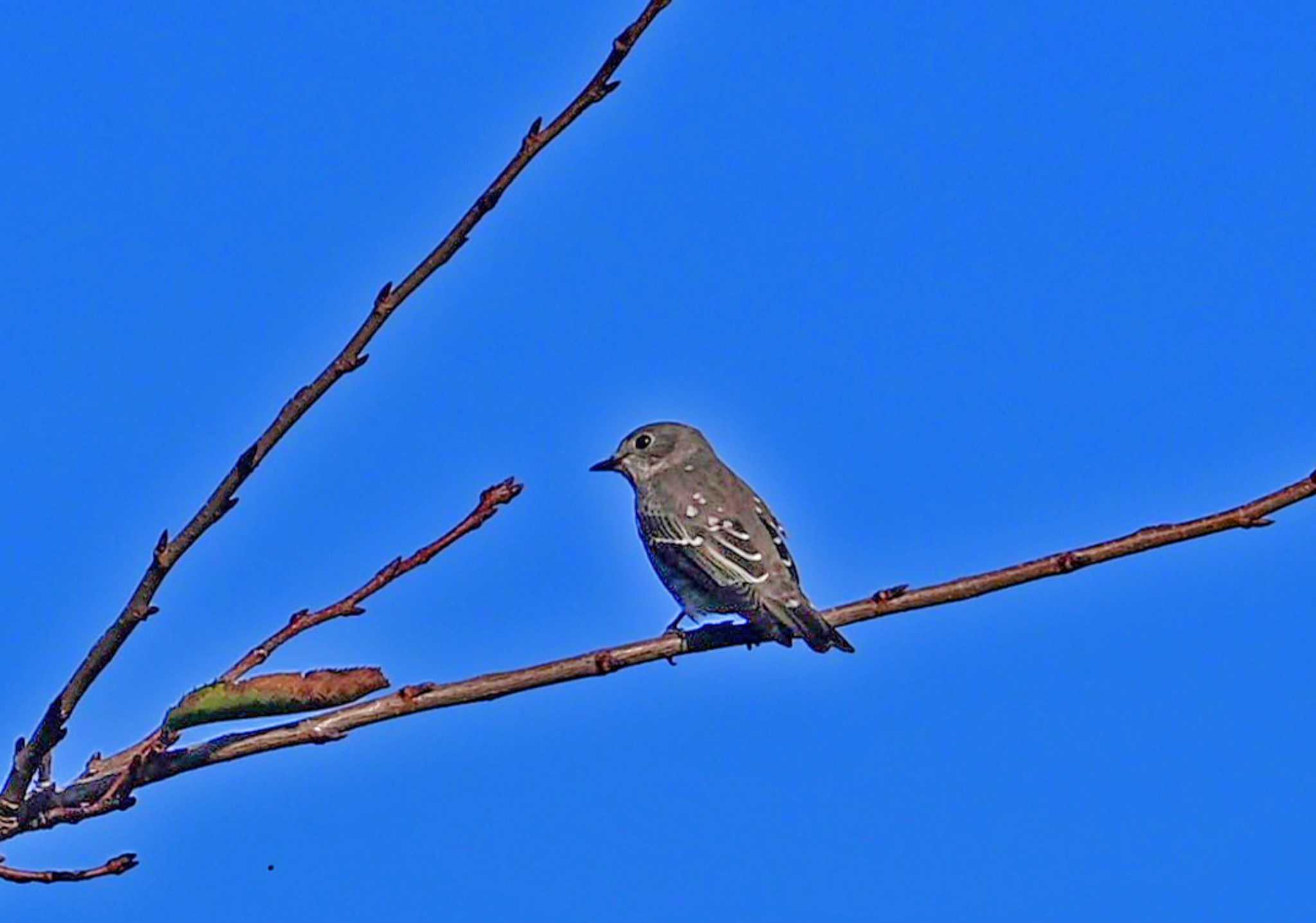 Photo of Grey-streaked Flycatcher at Hakodate Park by yuki